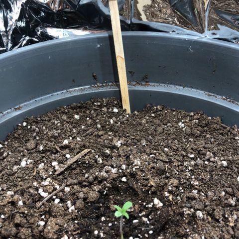 Green Gelato growlog timeline photo