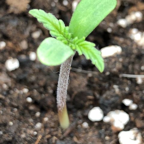 Green Gelato growlog timeline photo