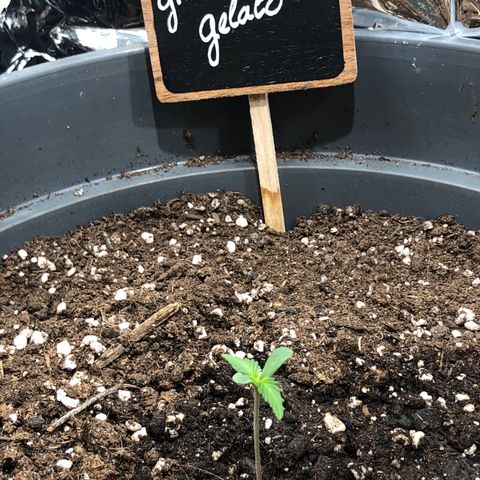 Green Gelato growlog photo: Parfaite santé 