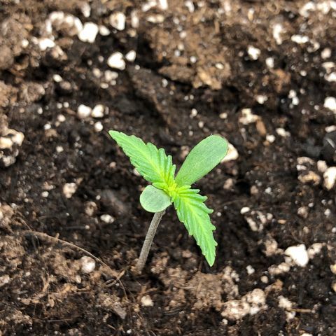 Green Gelato growlog timeline photo