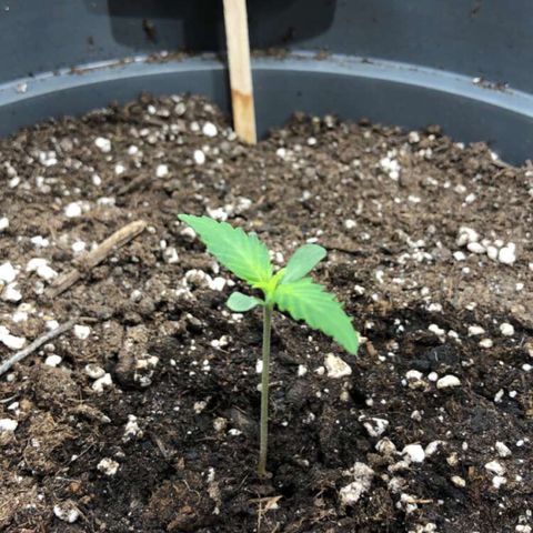 Green Gelato growlog photo: Arrosage toujours au vaporisateur (petit cercle d’arrosage autour de la tige)