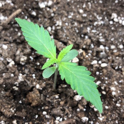 Green Gelato growlog timeline photo