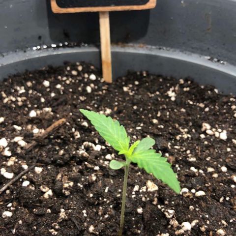 Green Gelato growlog timeline photo