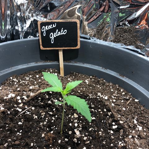 Green Gelato growlog timeline photo