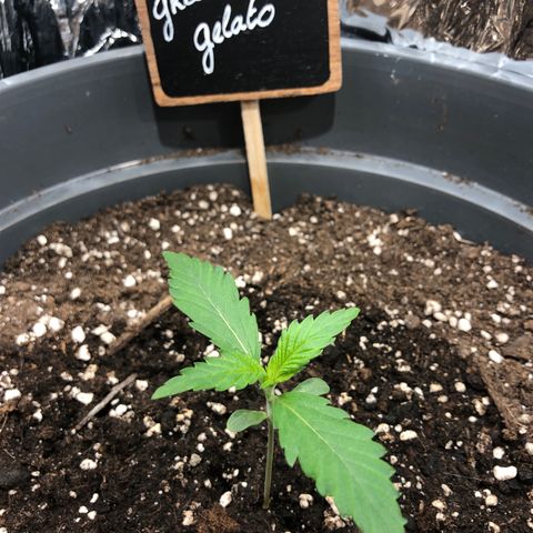 Green Gelato growlog timeline photo