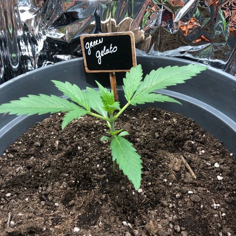 Green Gelato growlog timeline photo