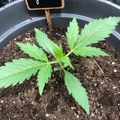 Green Gelato growlog timeline photo