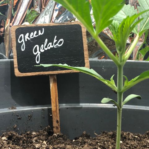 Green Gelato growlog timeline photo