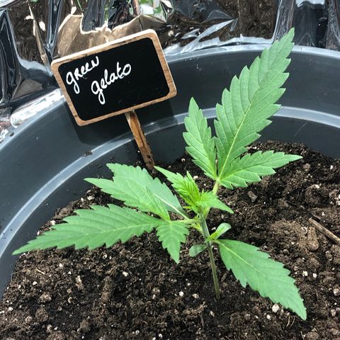 Green Gelato growlog timeline photo