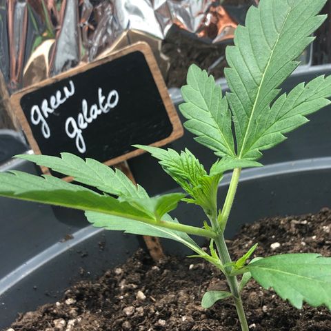 Green Gelato growlog timeline photo