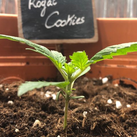 Green Gelato growlog timeline photo
