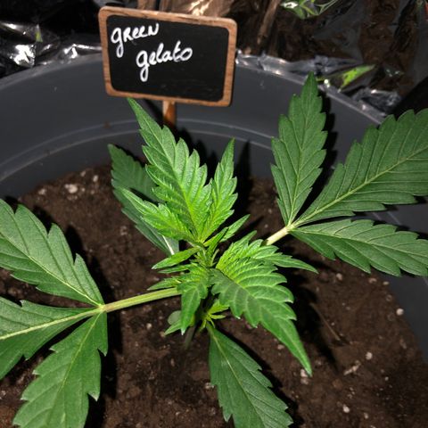 Green Gelato growlog timeline photo