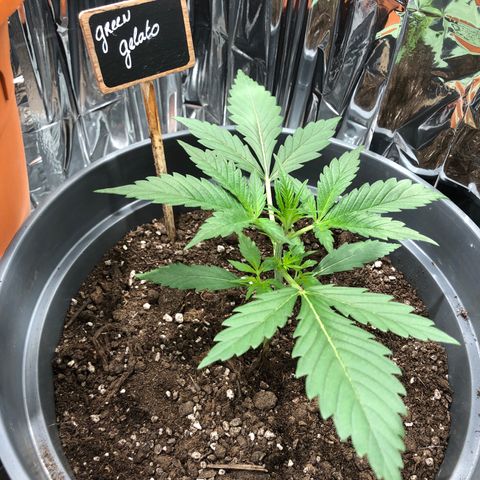 Green Gelato growlog timeline photo