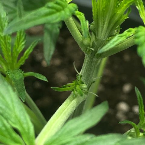 Green Gelato growlog timeline photo