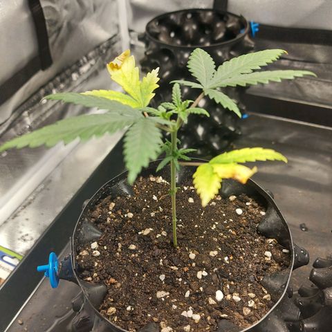 Pineapple Express growlog timeline photo