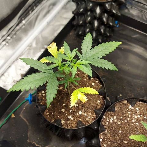 Pineapple Express growlog timeline photo