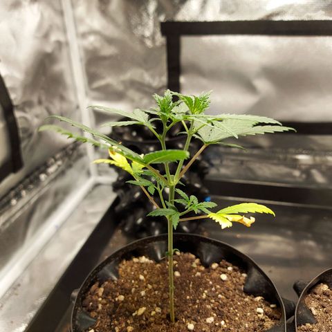 Pineapple Express growlog timeline photo