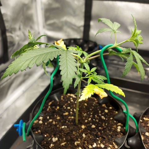 Pineapple Express growlog timeline photo
