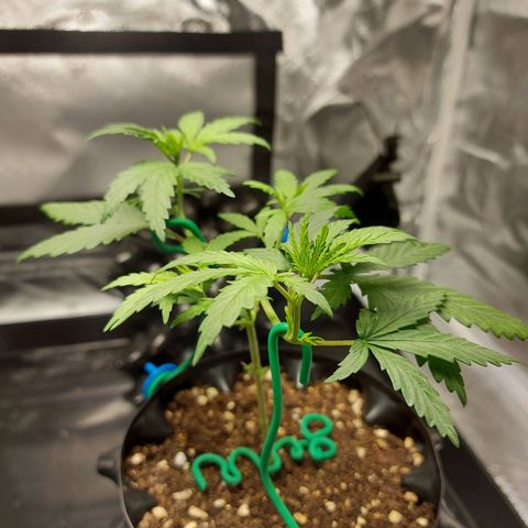 Pineapple Express growlog timeline photo