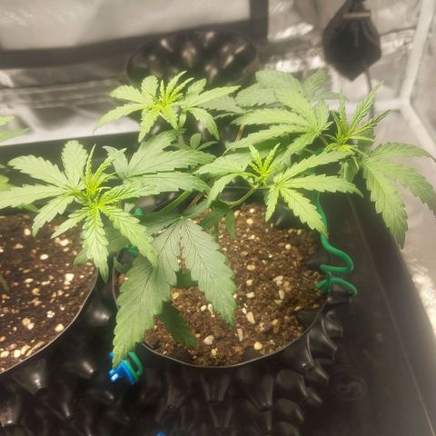 Pineapple Express growlog timeline photo