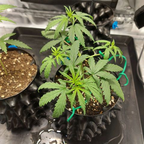 Pineapple Express growlog timeline photo