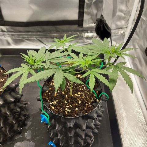 Pineapple Express growlog timeline photo