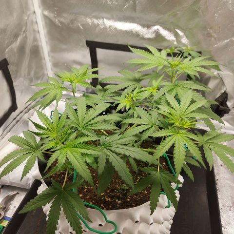 Pineapple Express growlog timeline photo