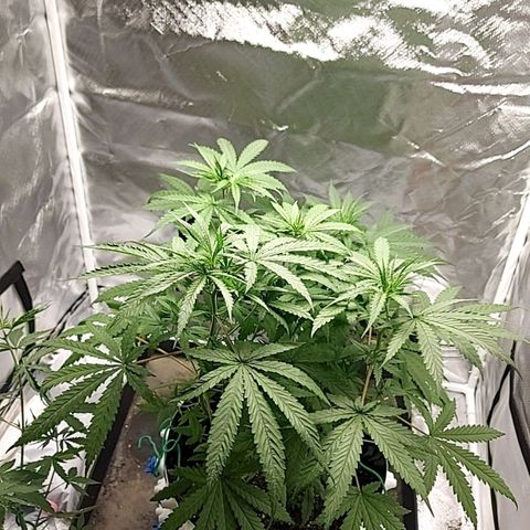 Pineapple Express growlog timeline photo