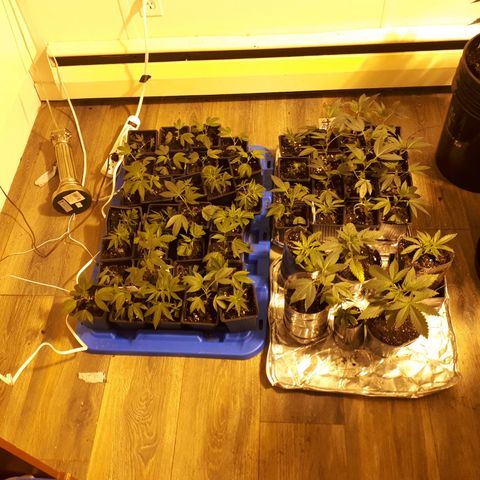 Grape god growlog photo: crop et douche foliaire
