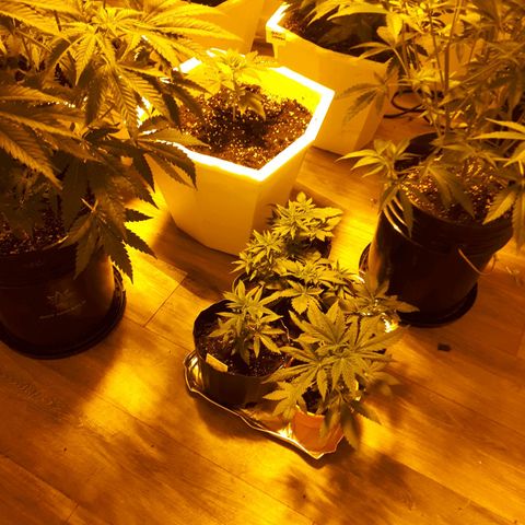 Grape god growlog photo: crop et douche foliaire
