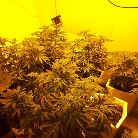 Grape god growlog photo: crop et douche foliaire
