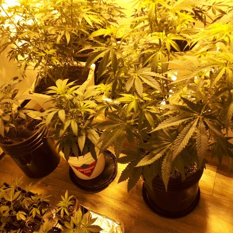 Grape god growlog photo: crop et douche foliaire
