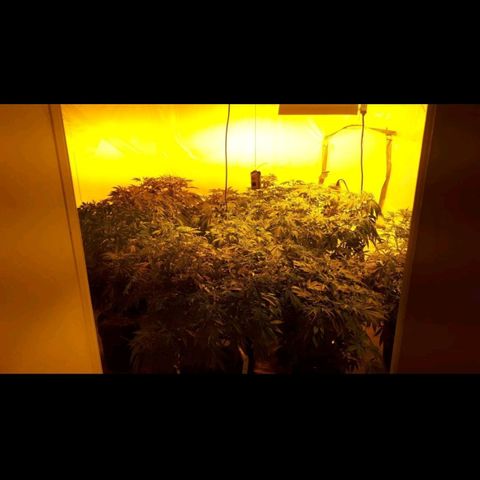 Grape god growlog timeline photo