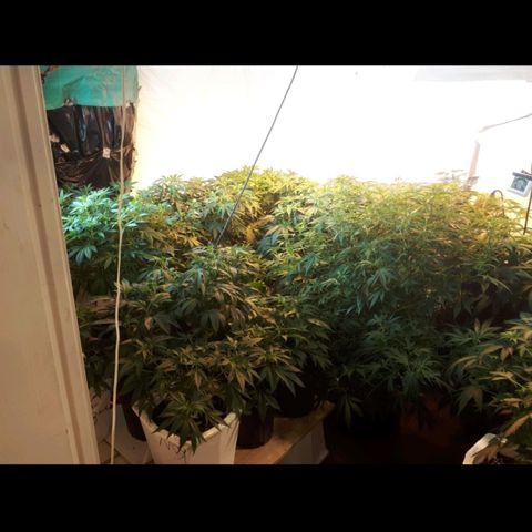 Grape god growlog timeline photo