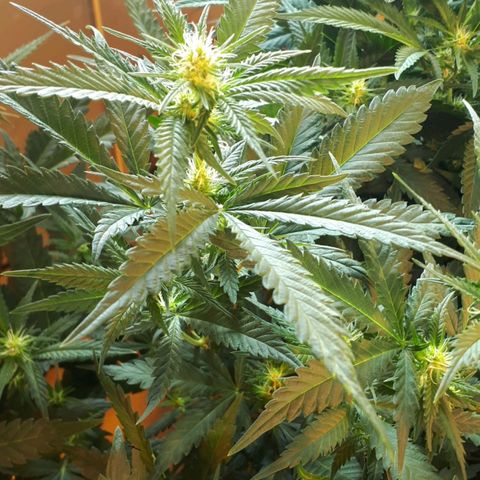 Grape god growlog timeline photo