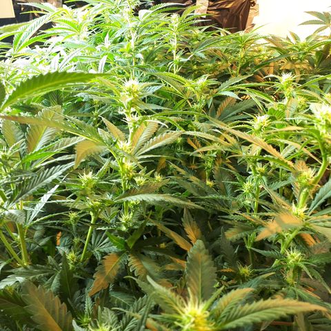 Grape god growlog timeline photo