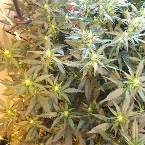 Grape god growlog timeline photo