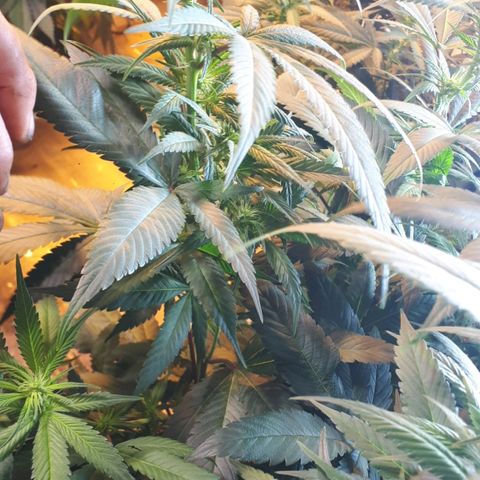 Grape god growlog timeline photo