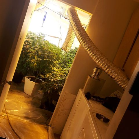 Grape god growlog timeline photo