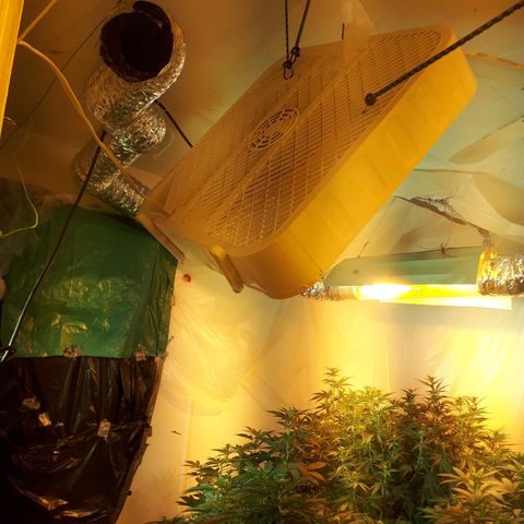 Grape god growlog timeline photo
