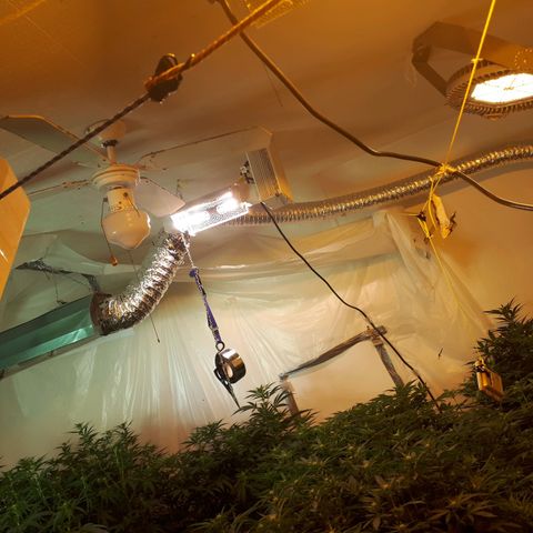 Grape god growlog timeline photo