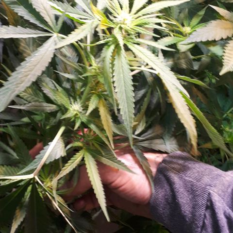 Grape god growlog timeline photo