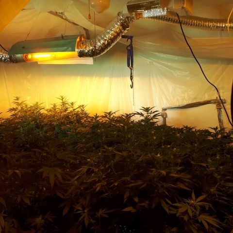 Grape god growlog timeline photo