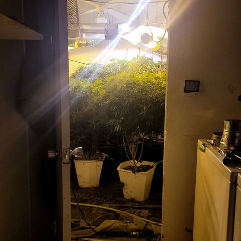 Grape god growlog timeline photo