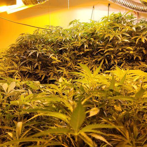 Grape god growlog timeline photo