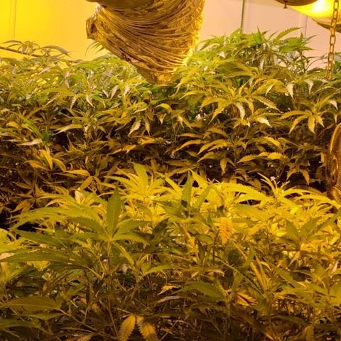 Grape god growlog timeline photo