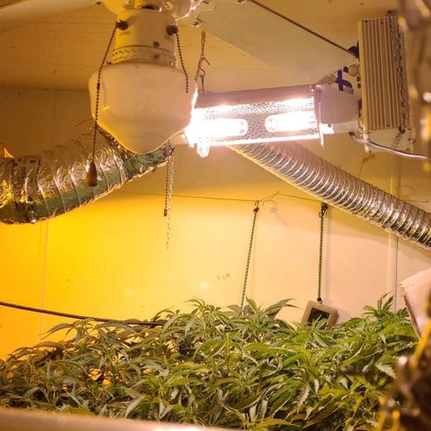 Grape god growlog timeline photo
