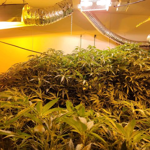 Grape god growlog timeline photo
