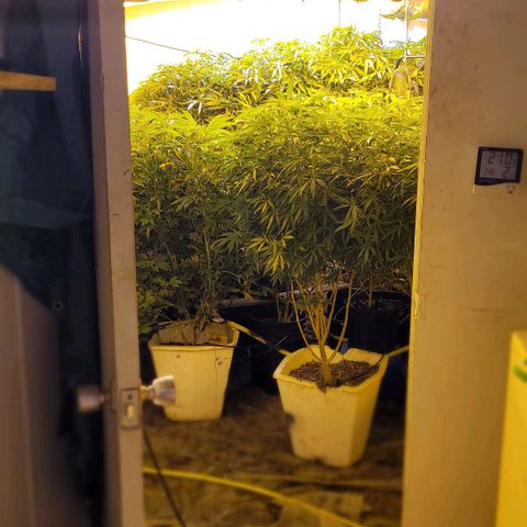 Grape god growlog timeline photo