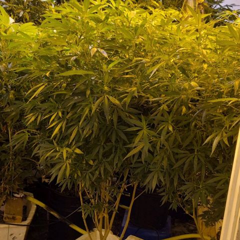 Grape god growlog timeline photo